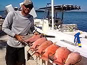 Hogfish to Fillet