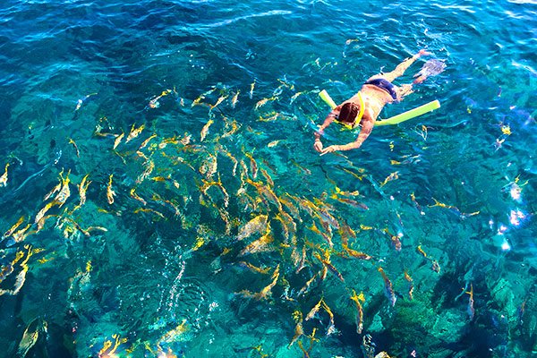Snorkeling with A School Of Yellowtail Snapper