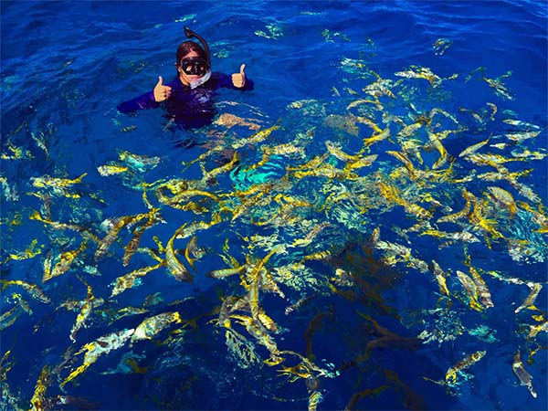 Snorkeling Amongst Reef Life