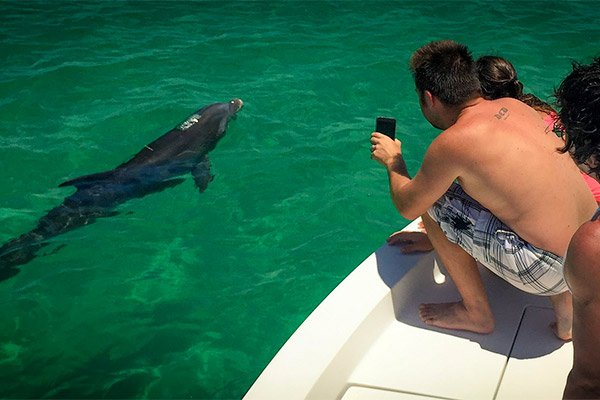 Viewing Backcountry Dolphin