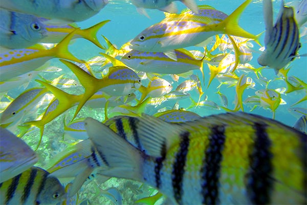 Looe Key Reef Fish