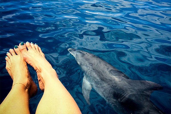 Bottlenosed Dolphin Under Feet